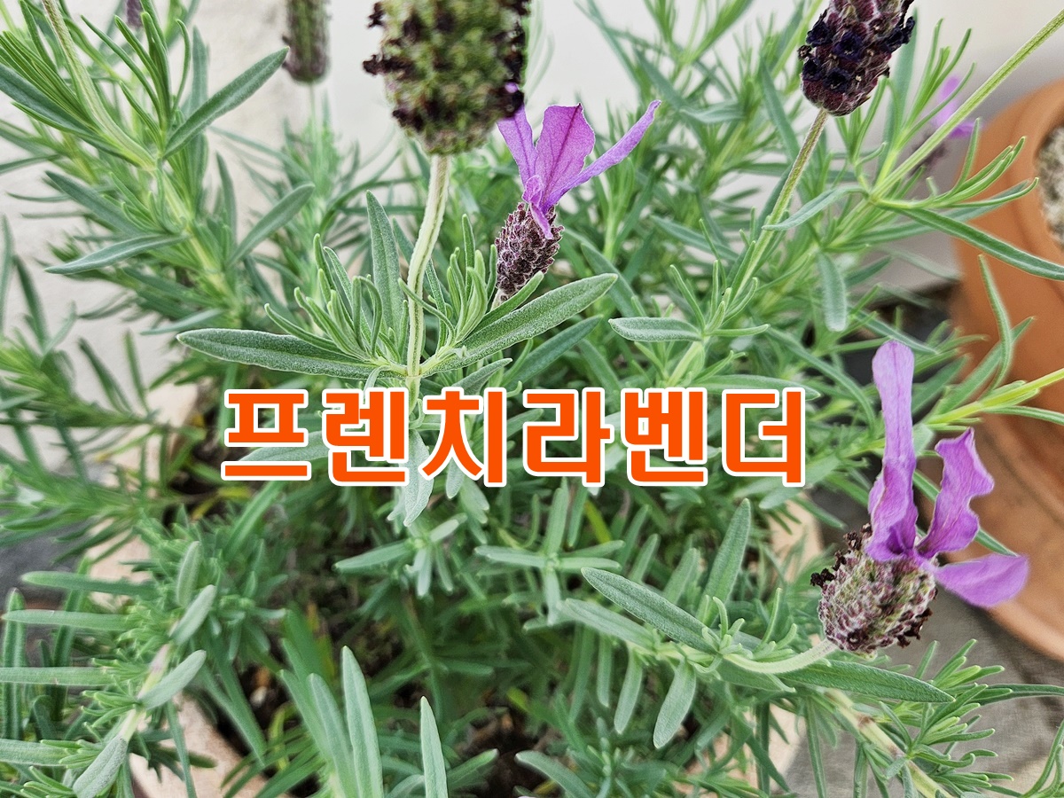 프렌치라벤더