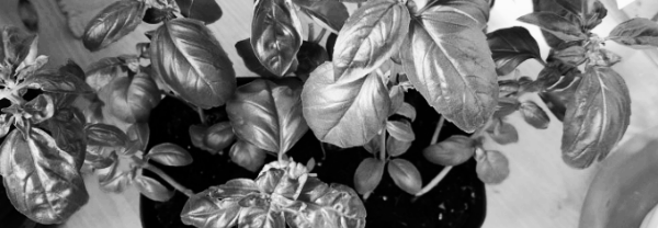 바질 키우는 모습