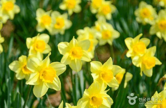 서산 유기방가옥 수선화 축제