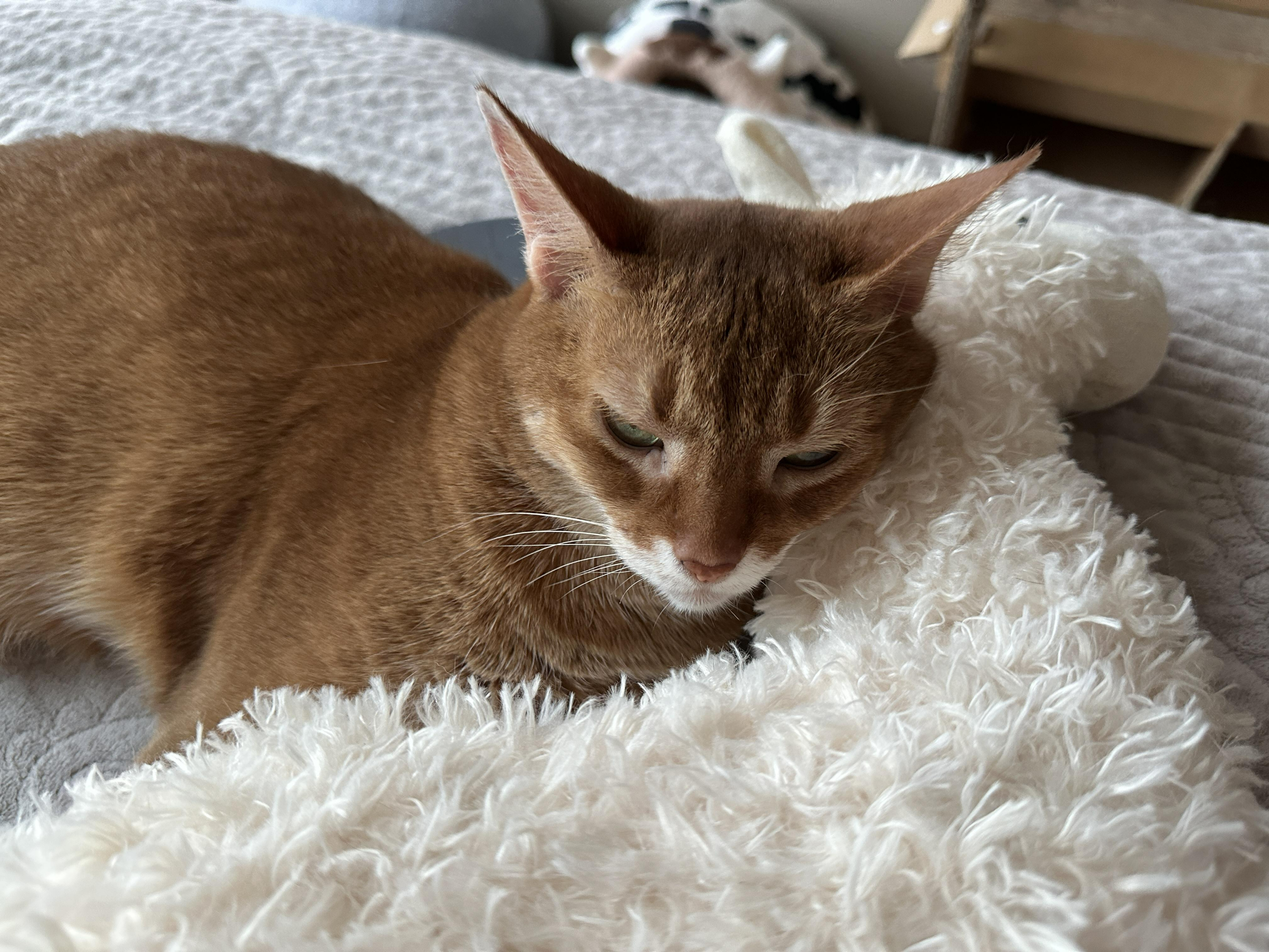 라마_인형에_기대고_있는_루나_얼굴_클로즈업