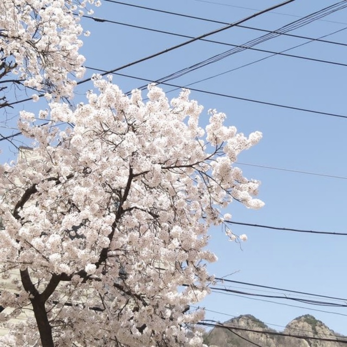 동학사 벚꽃 축제 일정