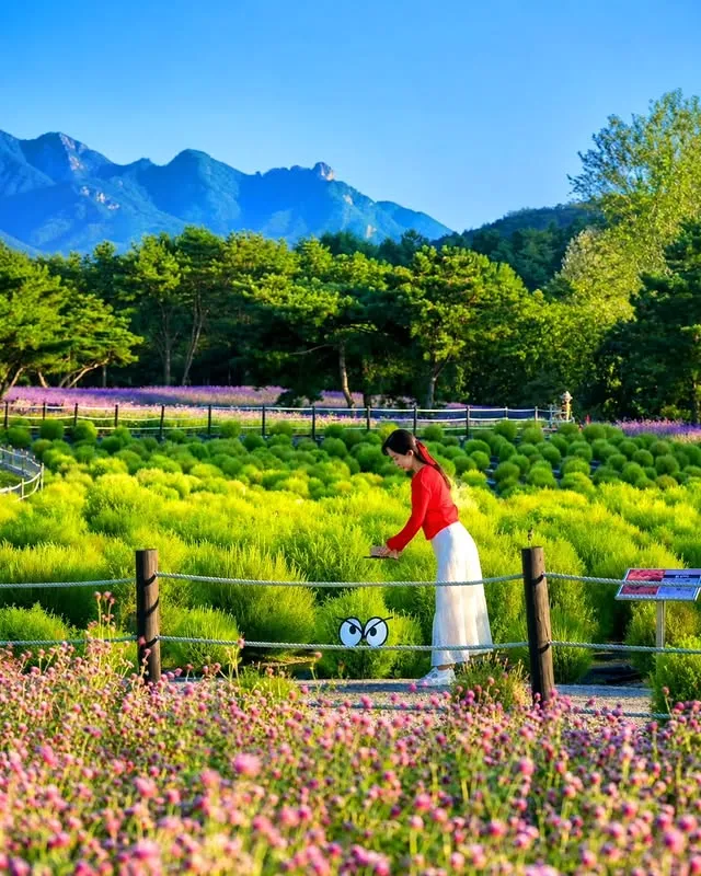 철원 고석정 꽃축제 살펴보기 4