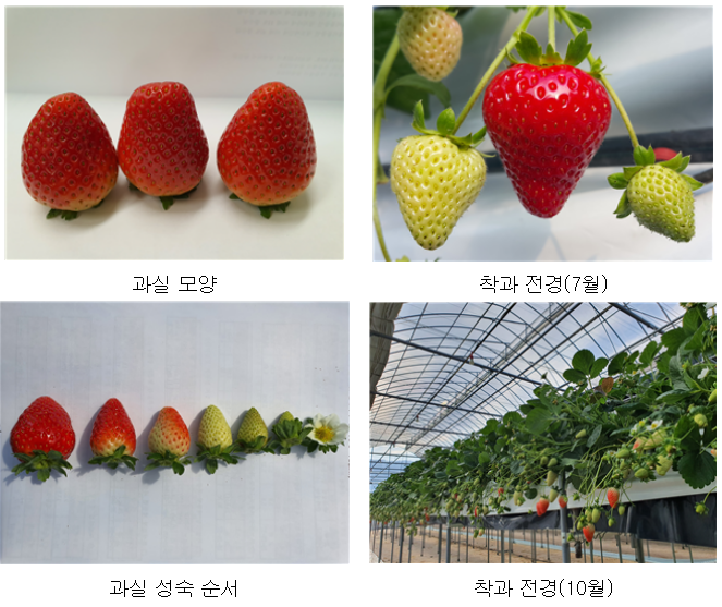 한여름 더위에도 잘 자라는 여름딸기 ‘미하’ 현장 평가회