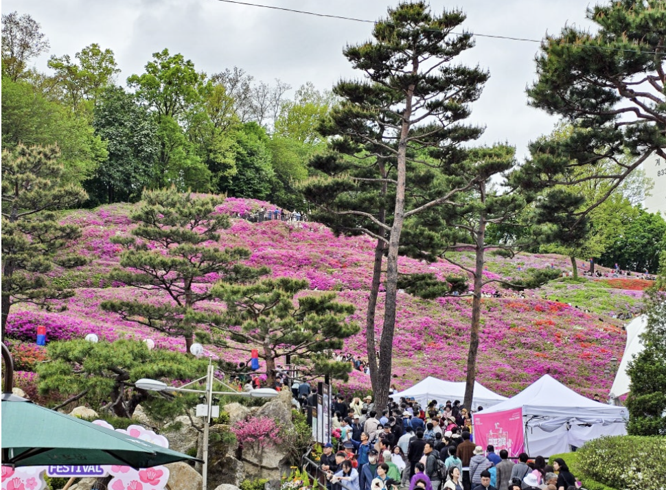 2025년 군포철쭉축제