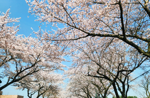 벚꽃으로유명한여행지