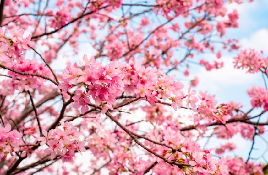 2024 벚꽃 개화시기 : 벚꽃 축제 일정, 축제 명소, 진해 군항제