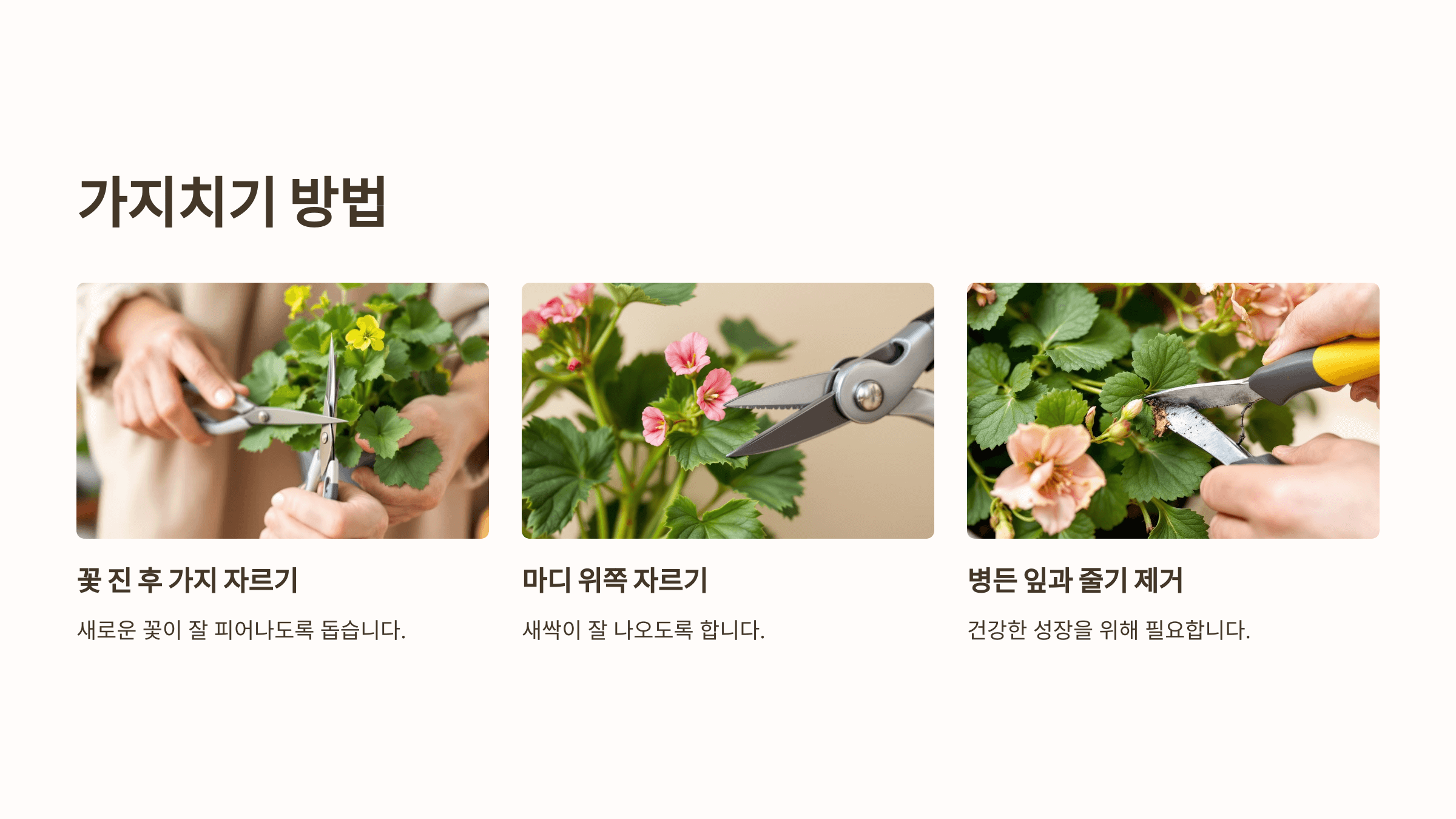 제라늄과 관련된 사진입니다.