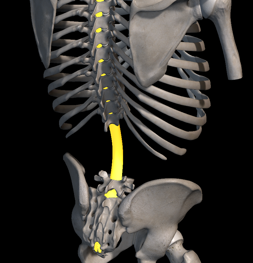 허리 협착증 증상 원인 치료법은?