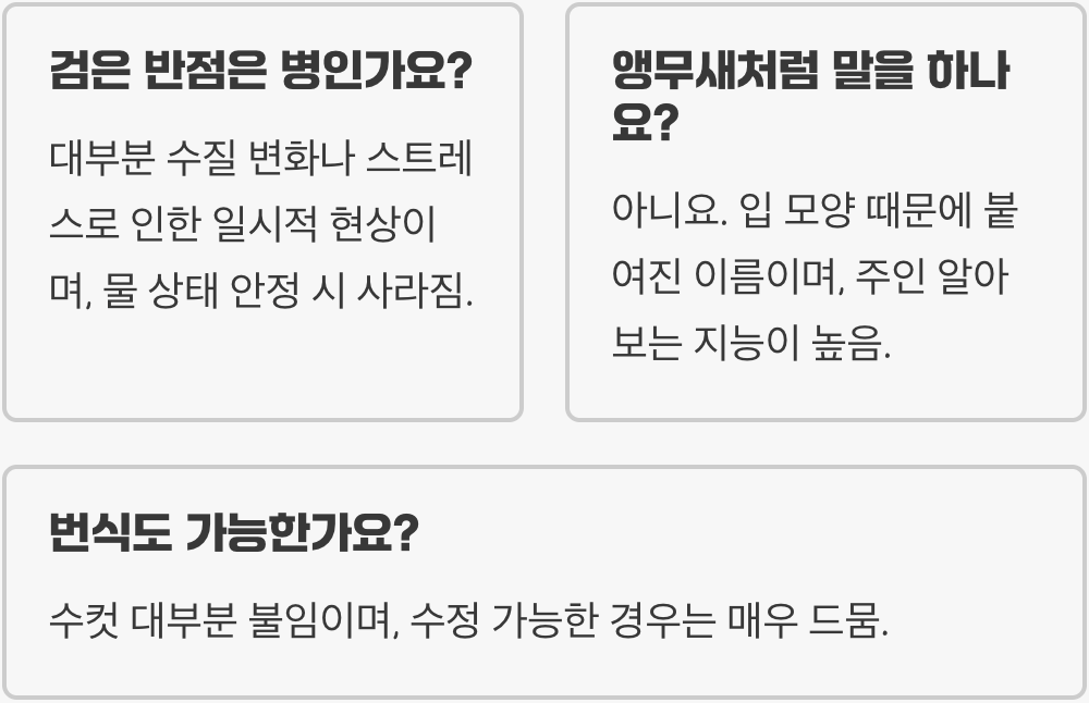 혈앵무 키우기 A to Z (어항, 먹이, 수질 관리)