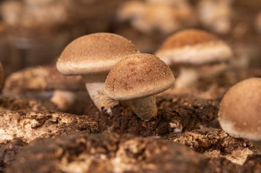 표고마루 버섯랜드