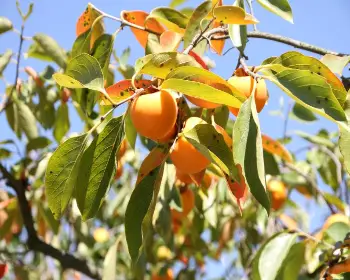 영동 곶감축제_20