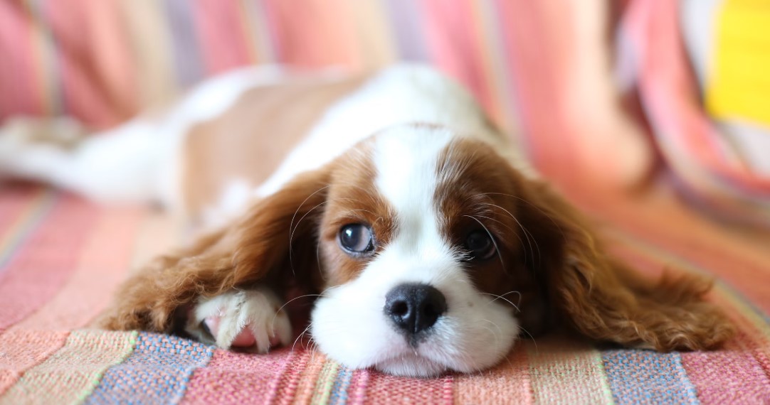 반려견 보험 가입 관련 사진