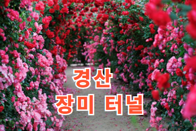 경산 하양 대부잠수교 장미 터널