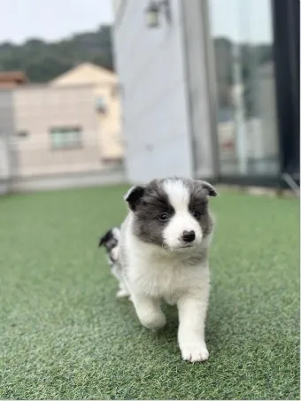 보더콜리분양가 2024년 가격 정보와 분양 팁_4