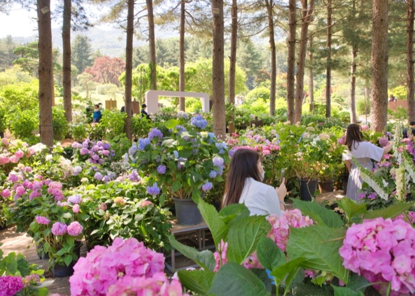 아침고요 수국 전시회