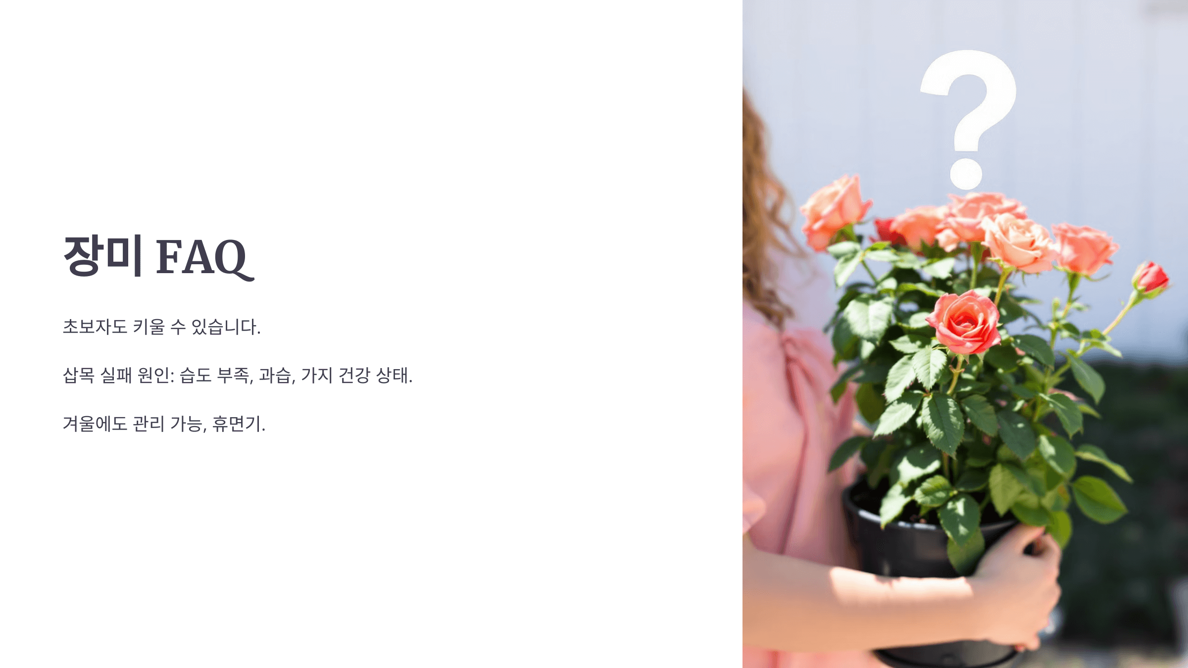 장미 사진입니다.