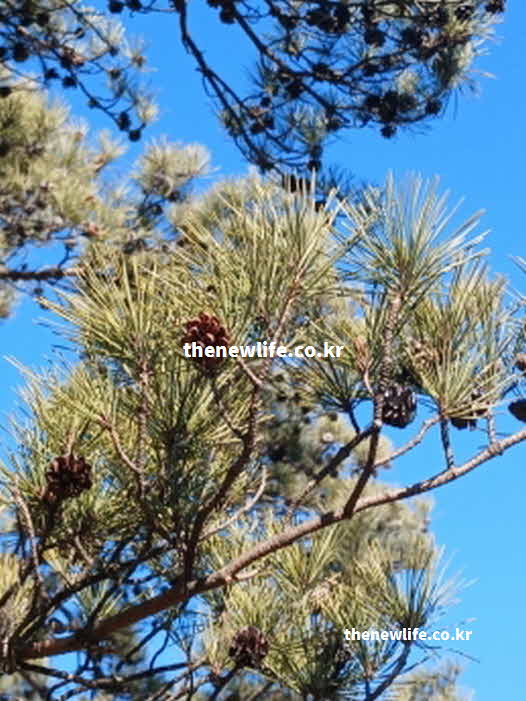 솔잎 효능 해독 작용 아피에틴산