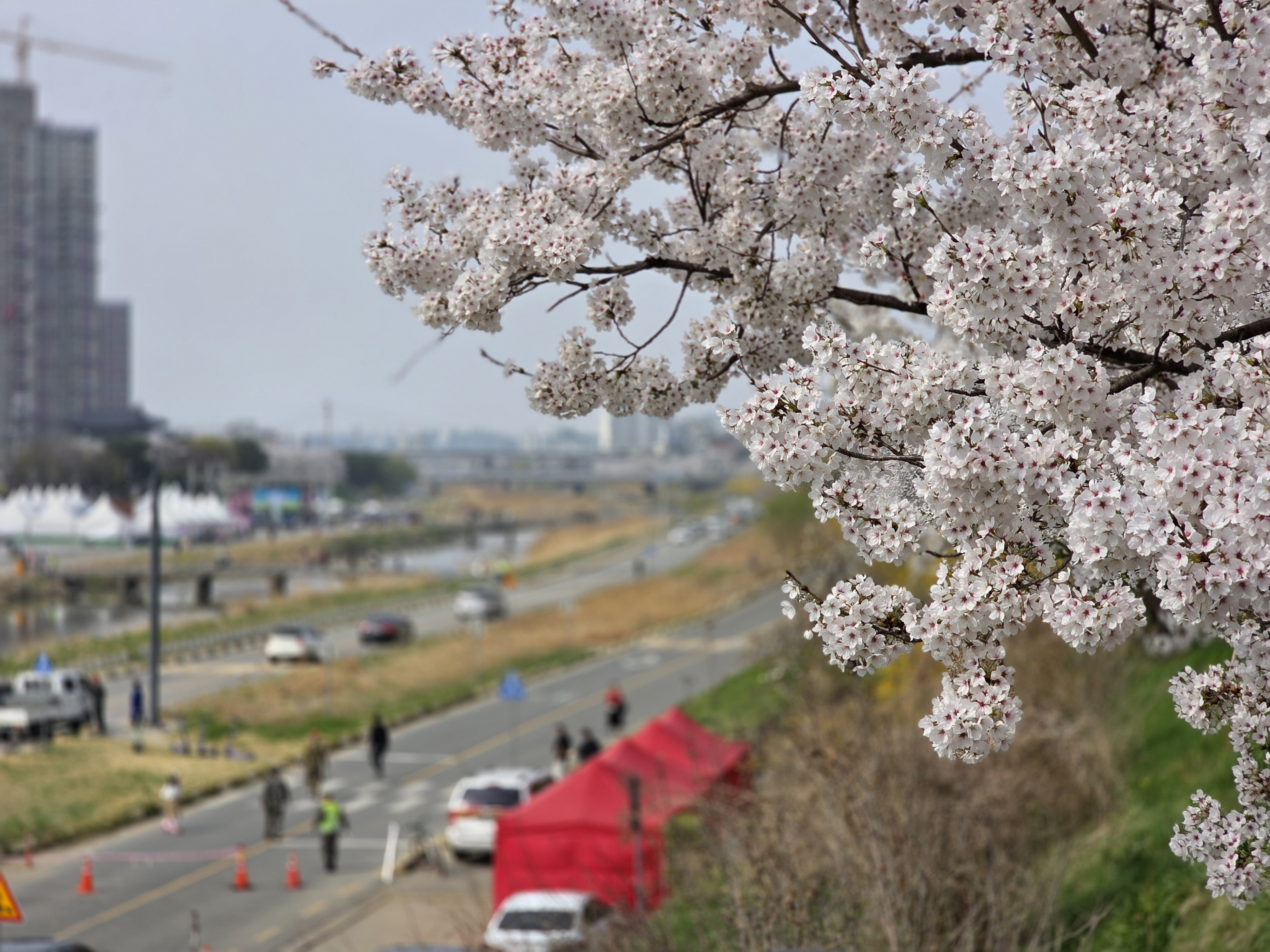 청주 봄 데이트 코스로 기억해둘 만한 무심천 벚꽃길