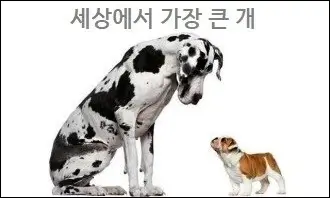 세상에서 가장 큰 개