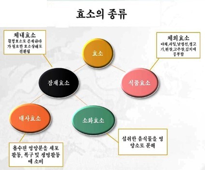 효소의 종류