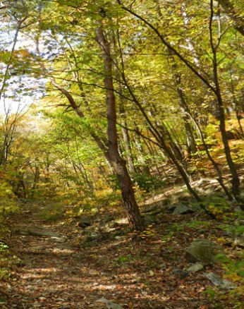 서운산 자연휴양림 숲나들e 국내 여행지 추천 관련사진