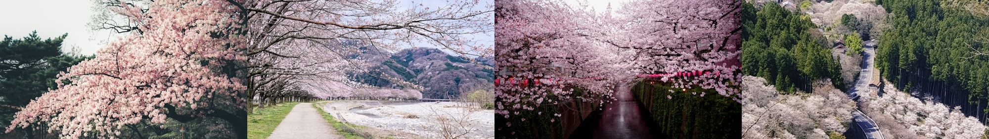 화담숲 벚꽃