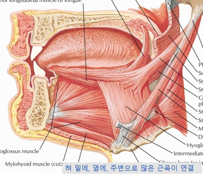 예뻐지고 건강해지는 얼굴 운동,MFT-매우 중요한 혀