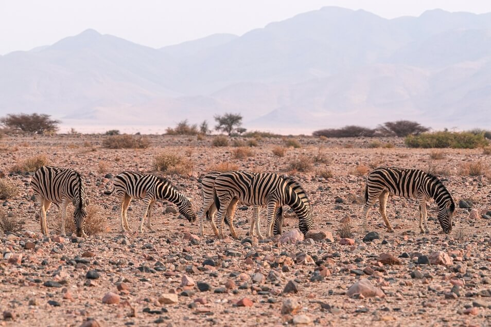 사파리 얼룩말 사진