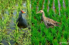 미래 환경 요인 변화가 우드퍼드 뜸부기에 어떤 영향을 줄지 이렇게 해석했다