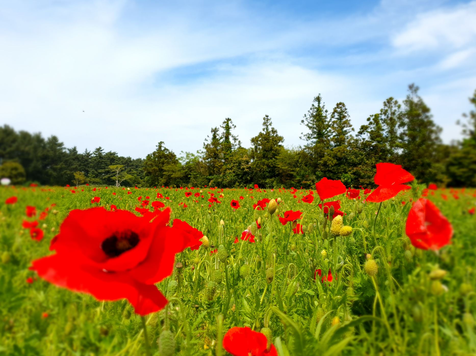 제주 항파두리 항몽유적지 양귀비 꽃밭 나홀로나무