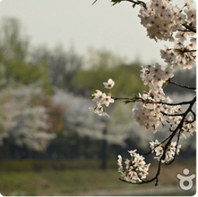 전국 지역별 벚꽃 명소 (2024년)