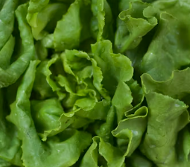 지방간에 좋은 음식 10 영양제 식단