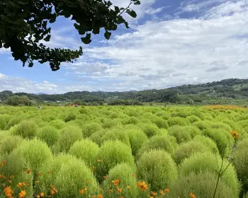 임진강 댑싸리공원_9