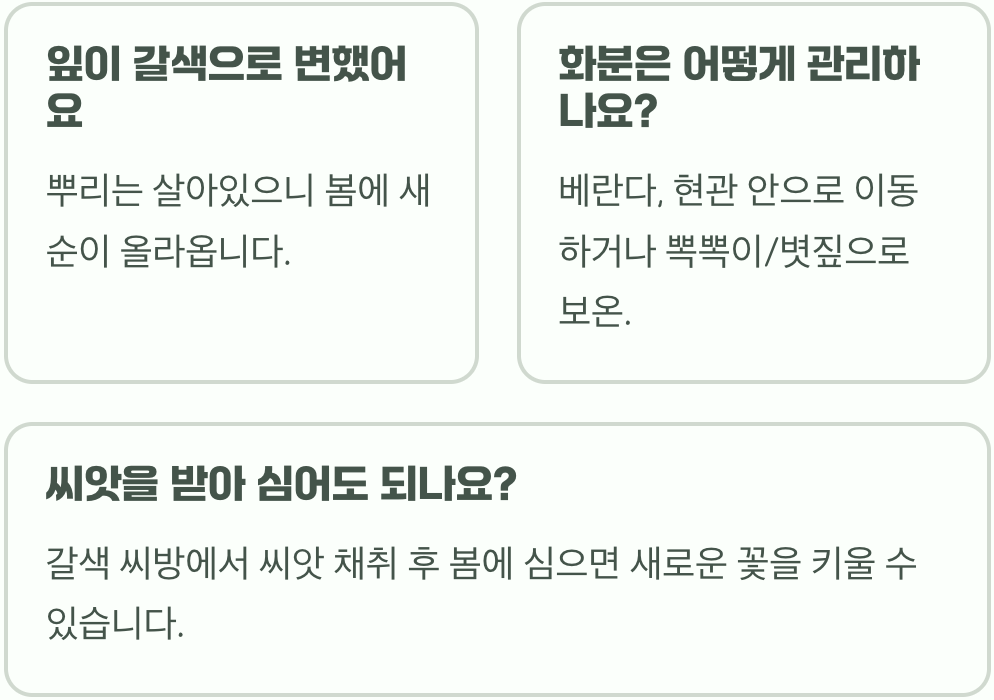 패랭이꽃&amp;#44; 한번 심으면 매년 볼 수 있을까? 실패 없는 노지 월동 관리법