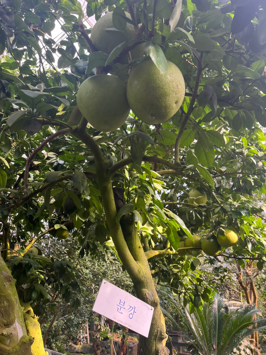 충남 보령 개화허브랜드
