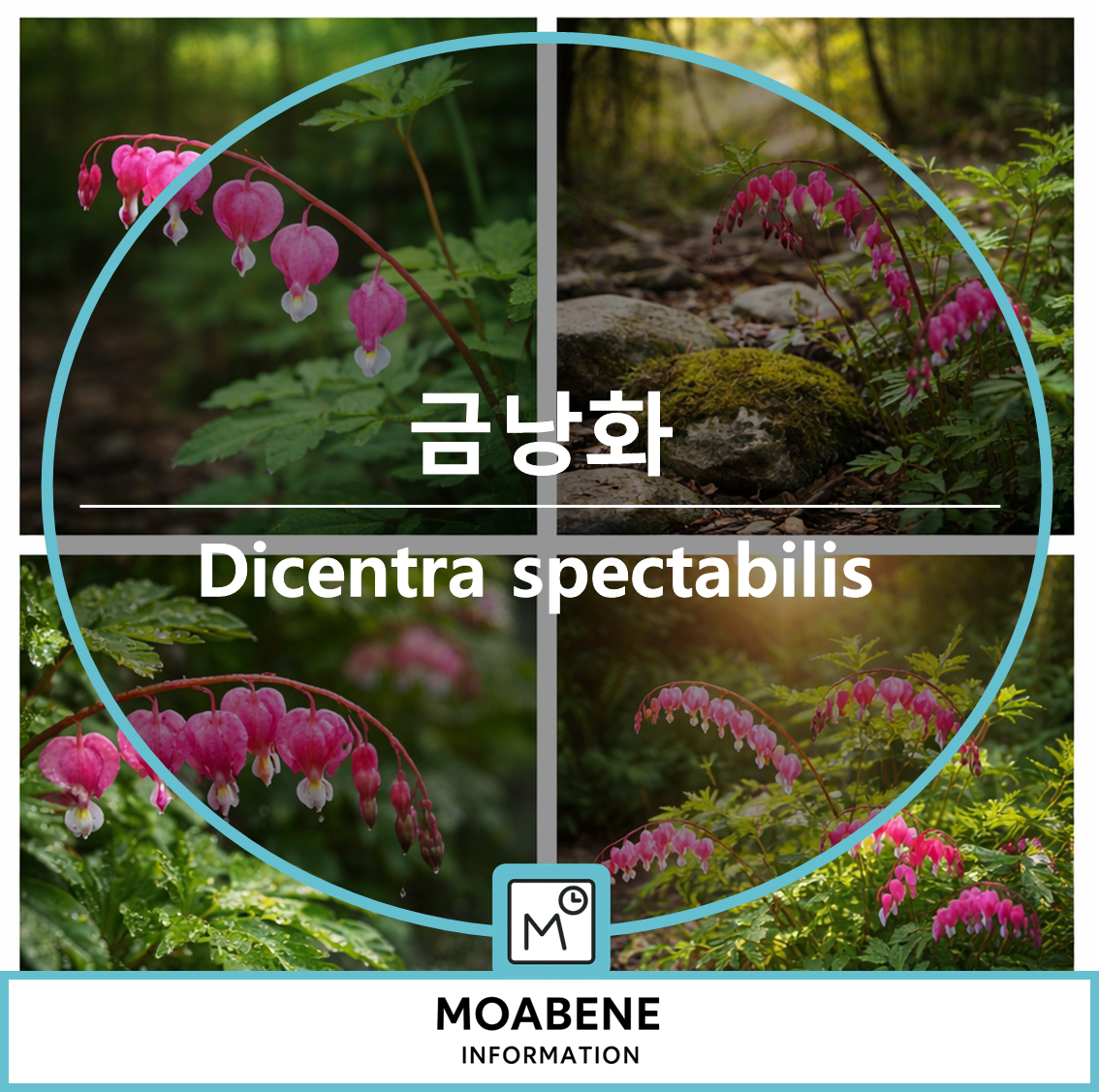봄 숲에서 만나는 금낭화(Dicentra spectabilis) 제대로 알아보기: 생김새, 개화, 관리, 주의점까지
