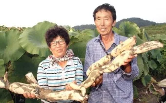 연근 재배 연못 재배 물 수위 관리 비료 주기_3