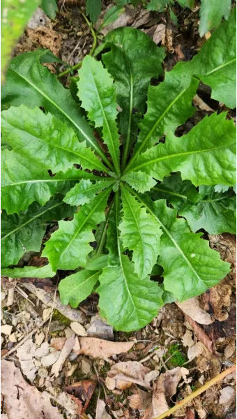 씀바귀 고들빼기 차이점 효능 비교_9