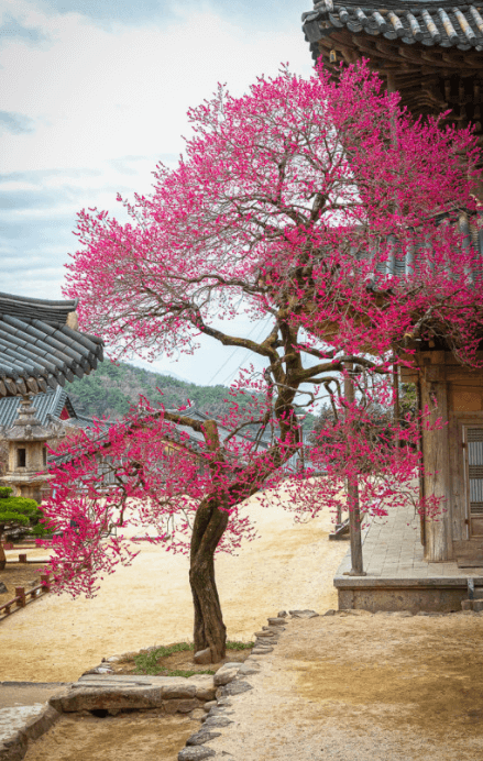 옥매화 황매화 홍매화 포토 꽃말 키우기와 가지치기 알아보기