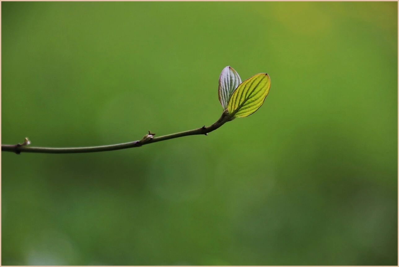 기업은행 정기예금 금리