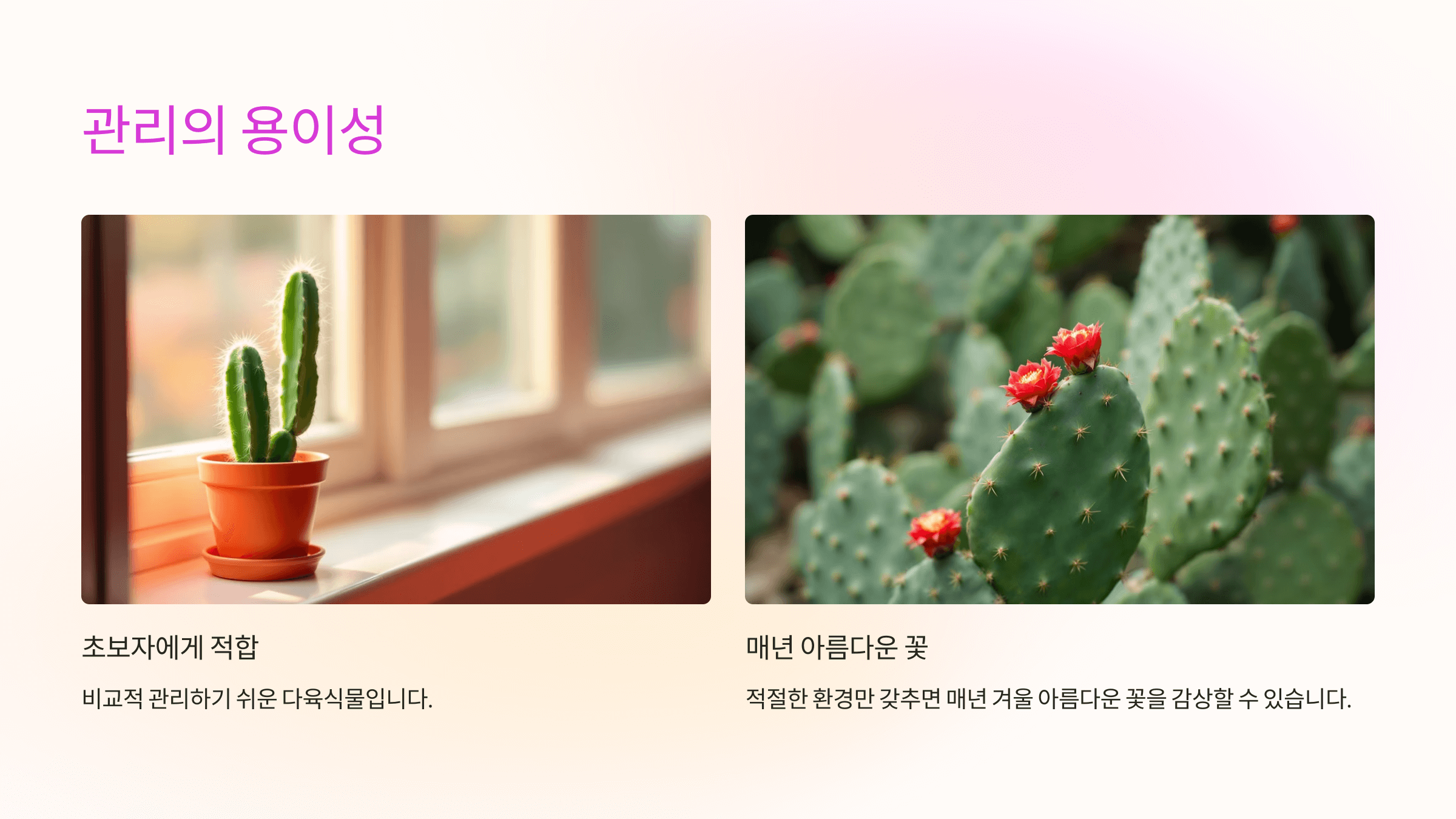 크리스마스 선인장 사진입니다.