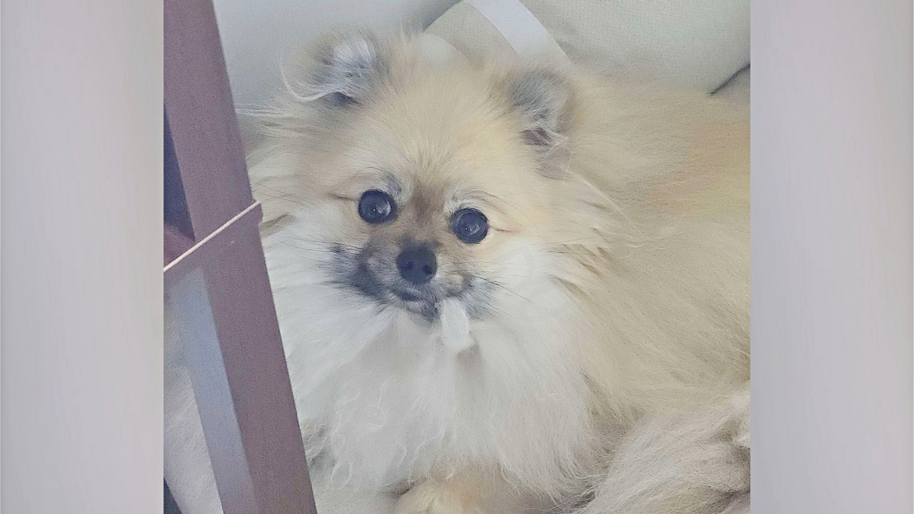 자기 가슴털을 입에 물고 있는 포메라니안