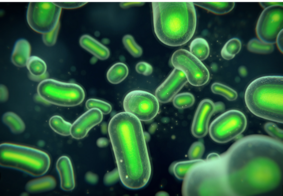 프로바이오틱스이미지사진