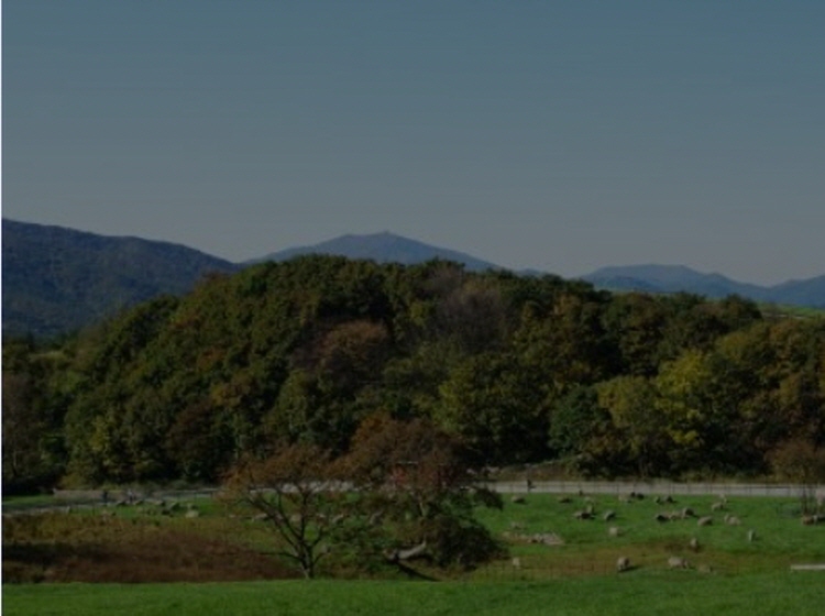 대관령 양떼목장