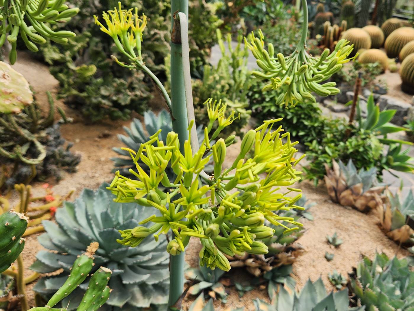 길상천 용설란 Mescal agave