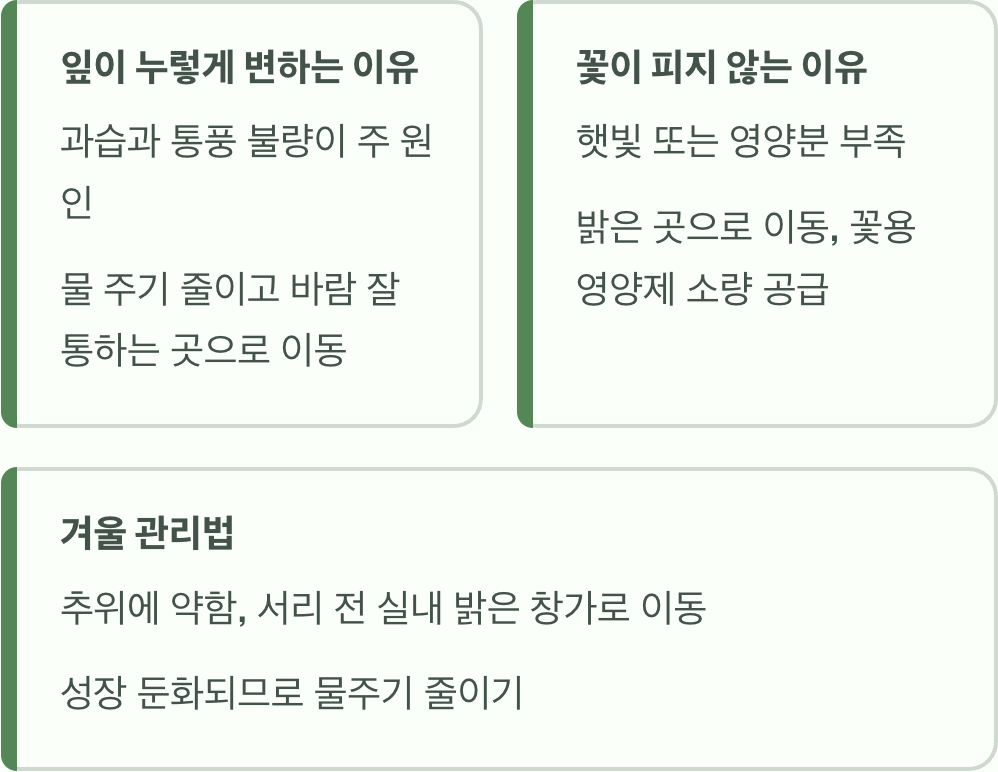 하늘색 솜사탕, 겹물망초 키우기 A to Z
