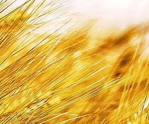 혈관에 좋은 음식 보리