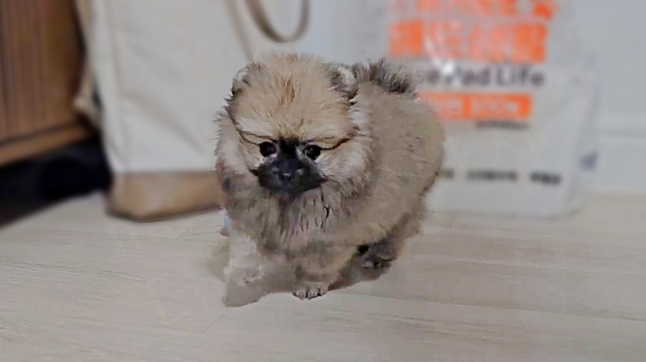 아기 강아지가 종이컵으로 놀고 난 모습