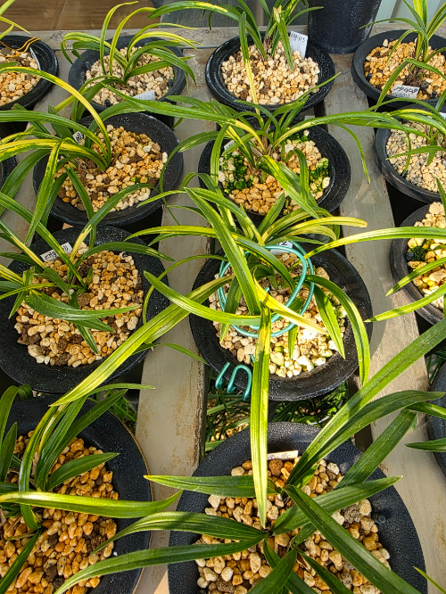 실내에서 난 키우기