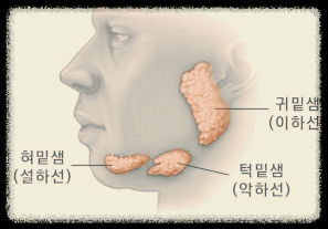 악하선과 설하선의 차이와 역할